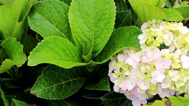 Mondini Plantas: Como Cultivar Hortênsia смотреть онлайн