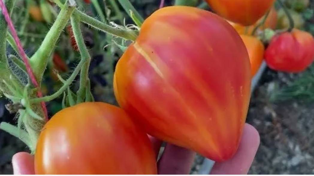 Томат Абрикосовое сердце зебры. Красивый и вкусный экзот. Выбор на дачный сезон 2024 смотреть онлайн