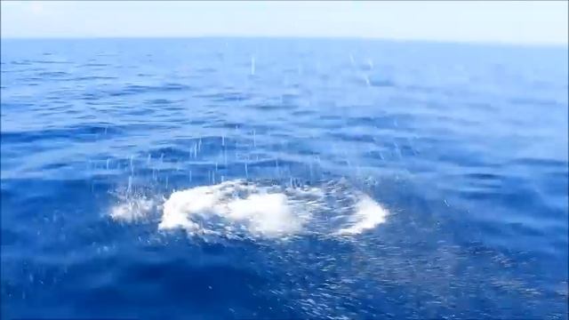 Striped Dolphins смотреть онлайн