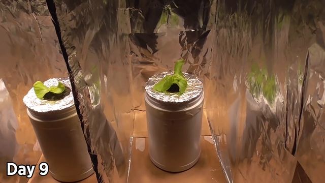 Photoperiod vs Intensity: PPFD / DLI - LED Lights Lettuce Experiment (What is DLI?) смотреть онлайн