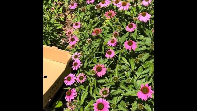 Let’s talk about echinacea what to do with it all on the homestead ! смотреть онлайн