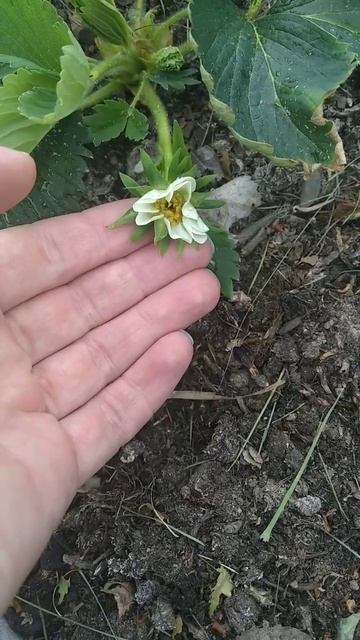 Почему на цветах клубники черная серединка? #дачасадогород смотреть онлайн