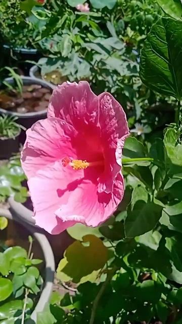 Hibiscus #summerblooms #செம்பருத்தி смотреть онлайн