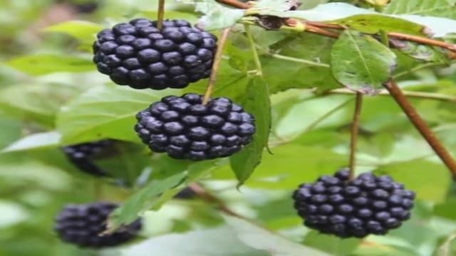 Propiedades Curativas Del Ginseng Siberiano Beneficios Para Tu Salud смотреть онлайн