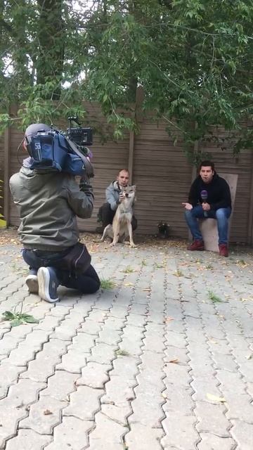 Дом Волка. За кулисами Москва 24. часть 1я смотреть онлайн