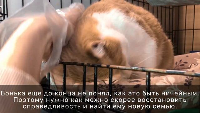 БОНЬКА смотреть онлайн