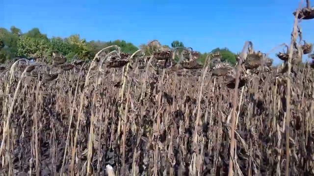 Уборка соняшнику LG  5580 (Улучшена Тунка ) 19 вересня 2018р.