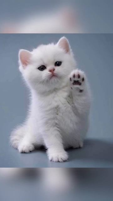 Звуки котят смотреть онлайн