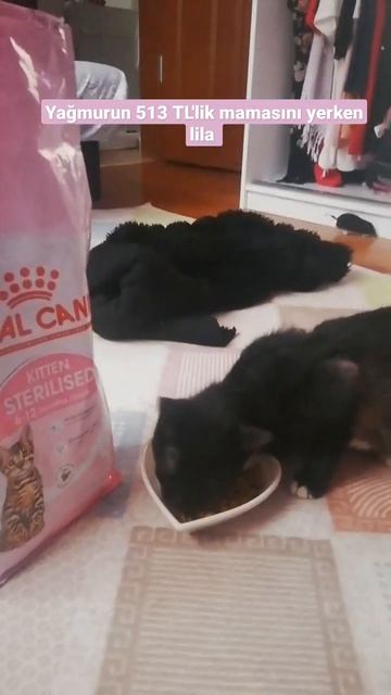 royal canin kitten sterilesed mama denemesi (abone olmayı unutmayın miyular) смотреть онлайн
