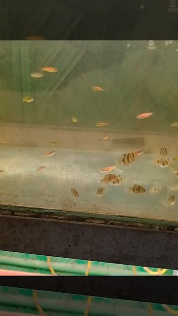 tiger fish and zebra danio fish смотреть онлайн