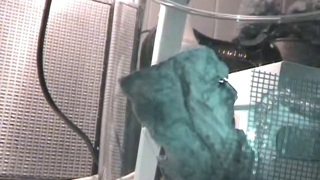 Baby tailless whipscorpion eating fruit fly смотреть онлайн