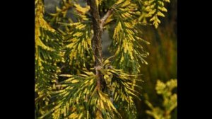 Пожелтела ТУЯ что делать и как спасти любимое растение?100% ВАРИАНТ