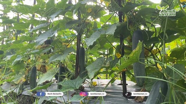 WALAUPUN TANAMAN TUMPANG SARI HASIL TETAP BERKALI-KALI | TIMUN LEGEN 22