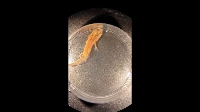 Reading and editing the Pleurodeles waltl genome reveals novel features of tetrapod regeneration смотреть онлайн