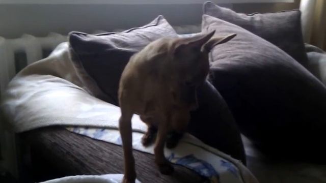 Икота смотреть онлайн