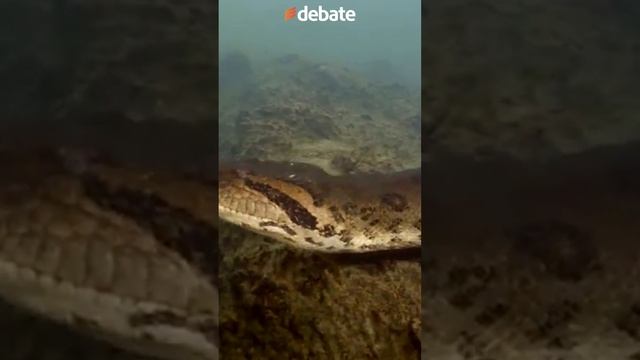 Descubren a la anaconda más grande del mundo, mide 8 metros y pesa más de 200 kilos смотреть онлайн