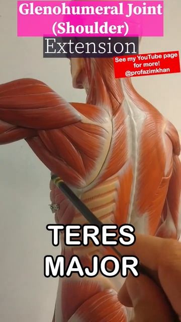 Glenohumeral (shoulder) joint muscles and movements смотреть онлайн