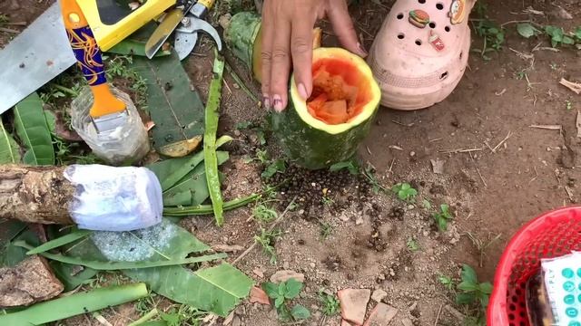 How To Grow Mango Tree Feeders With Banana and Aloe Vera смотреть онлайн