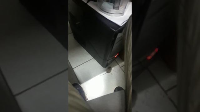 Бешеная  мышь!!! Посётся у ног