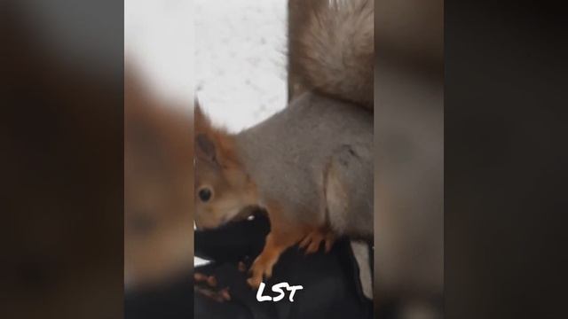 Белка в парке.#squirrel #белка # смотреть онлайн