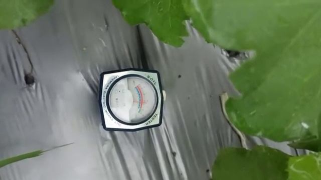 Cek PH tanah saat Budidaya Melon смотреть онлайн