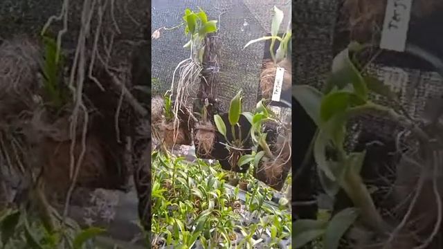 Penanganan Anggrek Kritis смотреть онлайн