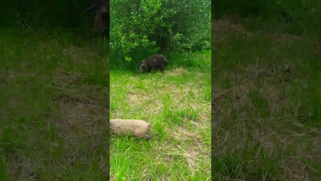 кабаны на рыбалке смотреть онлайн