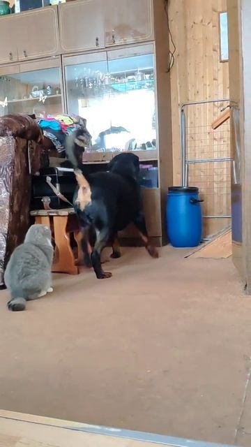 Чай с пирогом смотреть онлайн