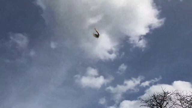 Узбекские бойные голуби Сергея (Германия) Pigeon culbutant Ouzbékistan смотреть онлайн