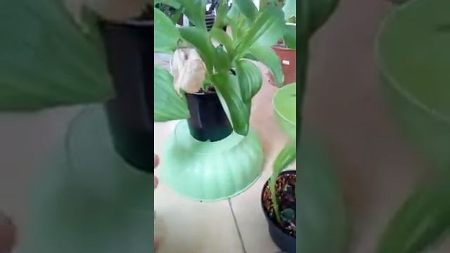 Bulbi di pleione смотреть онлайн