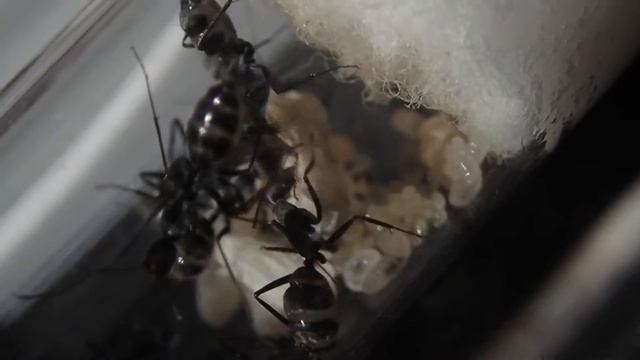 Camponotus Cinctellus Ants - First Major Worker Eclosed!