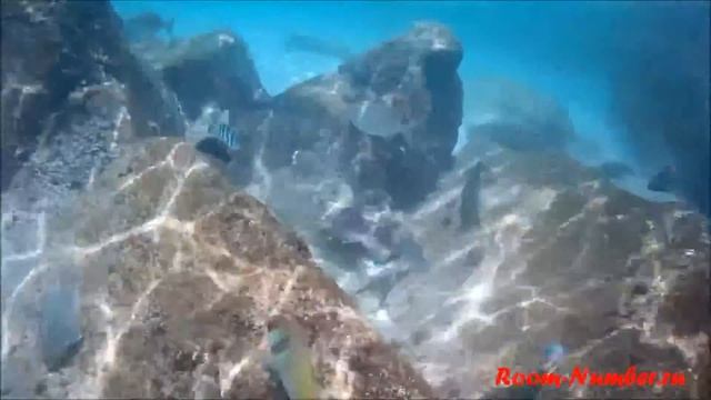 Снорклинг на Перхентианах смотреть онлайн