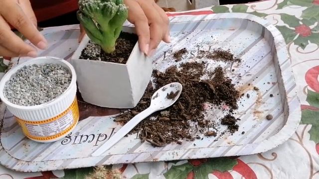 How To Repot A Coral Cactus