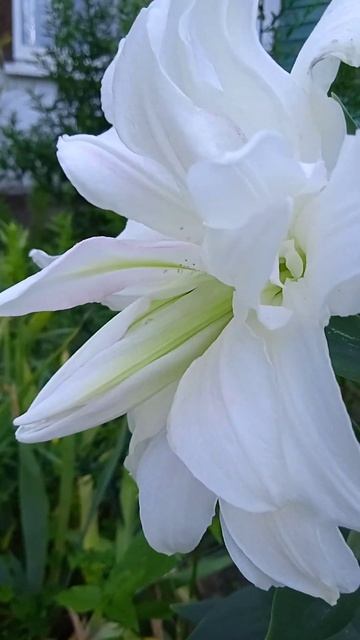 Лилия Лотус Айс. Ожидание - реальность