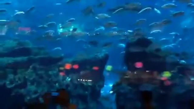Большой аквариум за границей смотреть онлайн