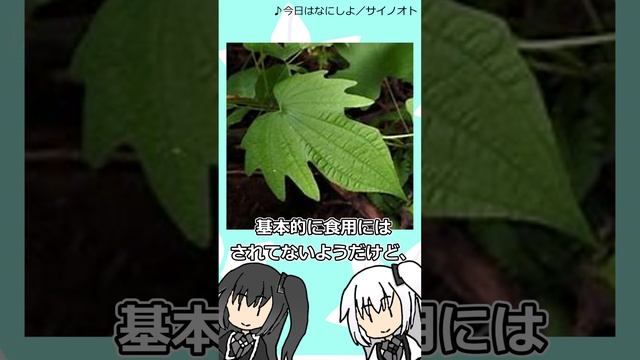 【CoeFont】アリミリ『雑』学　第４０７回　ウチワドコロ смотреть онлайн