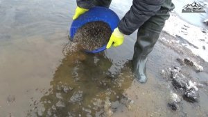 Гость из ближнего региона