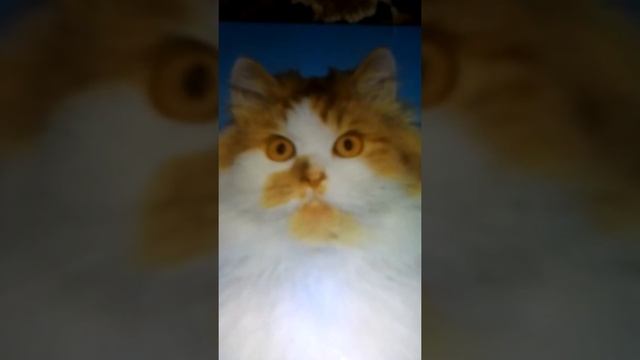 A4 тает срок.