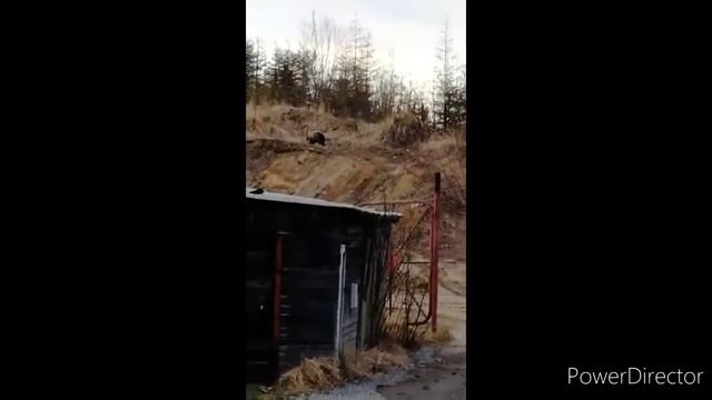 В гостях у медведя смотреть онлайн