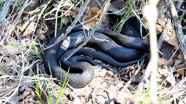 Vipers courtship смотреть онлайн