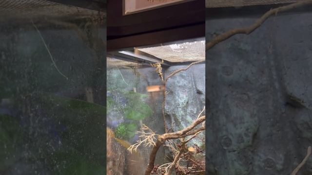 МОЙ ЛЮБИМЫЙ ЗООМАГАЗИН 🐾 В ШВЕЙЦАРИИ🇨🇭 смотреть онлайн