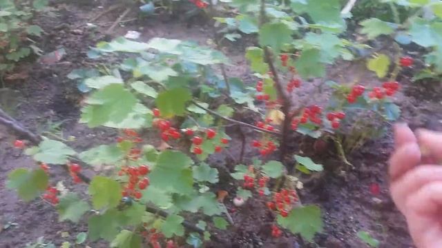 Smorodina смотреть онлайн