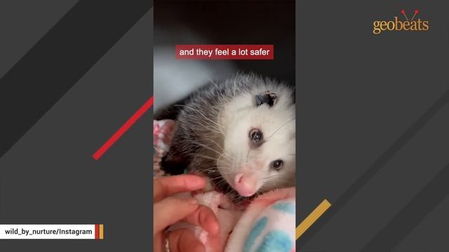 Opossum thinks I'm her mom смотреть онлайн