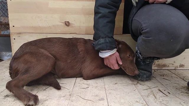 Волонтёр пойдет на всё ради животных... смотреть онлайн