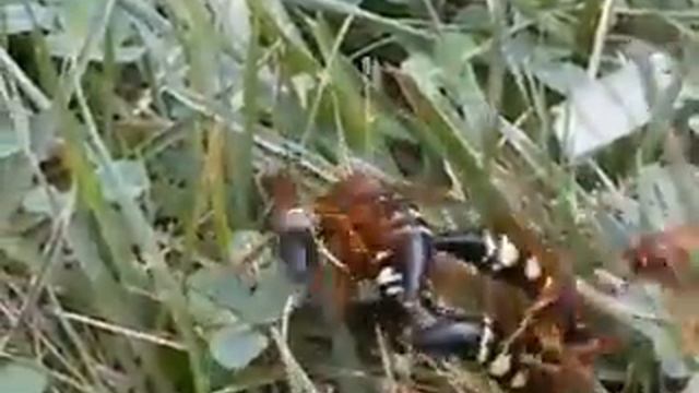 Cicada Killer Wasps Sphecius speciosus смотреть онлайн