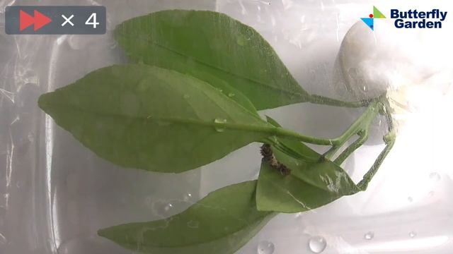 2022年8月6日 ナミアゲハ蝶の３齢幼虫・３齢になって初めての食事【ルナ】 смотреть онлайн