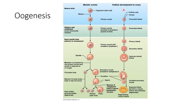 Reproductive Physiology смотреть онлайн