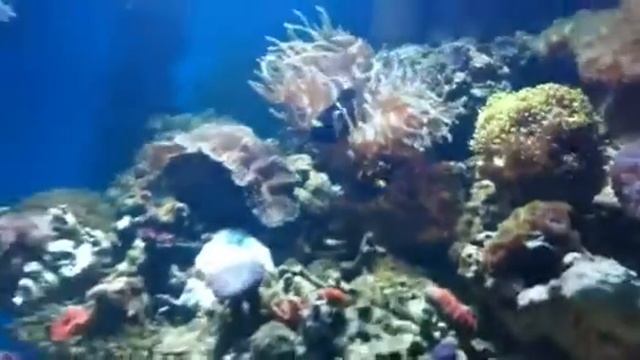 How to clear cloudy water in a reef tank by Paul talbot смотреть онлайн