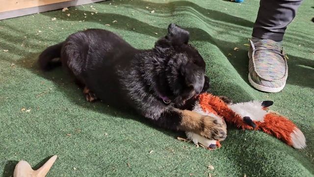 Freya x Rory litter 6 weeks old смотреть онлайн