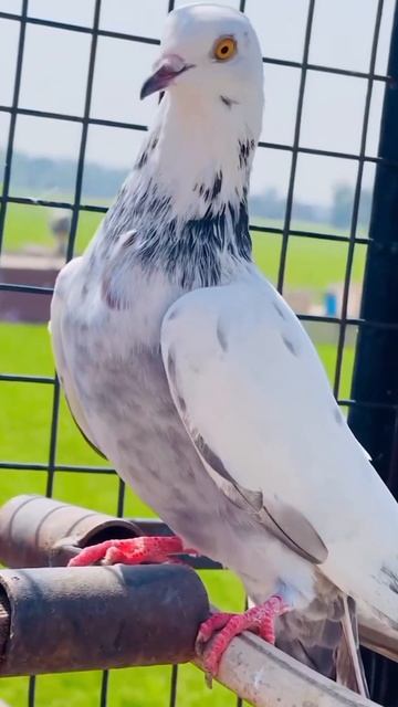 #jeet ramdarbar #trending #short #shorts #ytshortsindia #viralvideos #funnyanimals #bird#pets#pegio смотреть онлайн